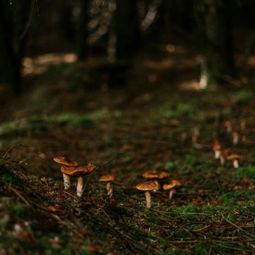 De la intuïció a l’algoritme: iFong, l’aplicació que ajuda a buscar bolets