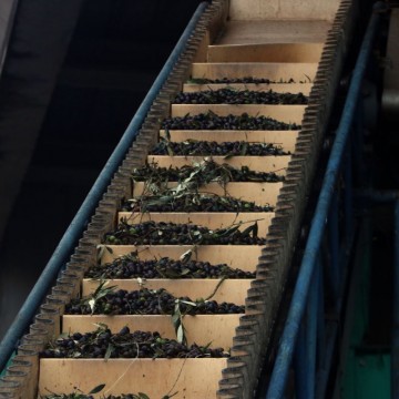 Empordàlia: visió artificial per classificar olives i millorar la qualitat de l’oli