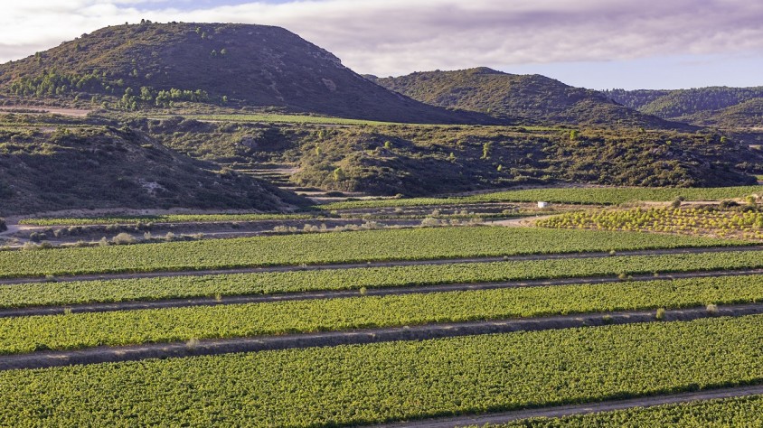VitiGEOSS ha rebut finançament del programa Horizon 2020