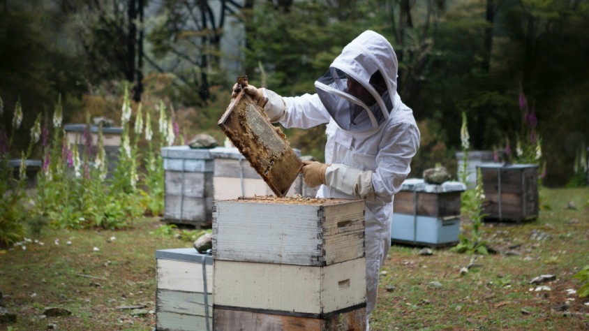 Honey.AI és un microscopi intel·ligent cerat per Sonicat Systems que permet fer anàlisis pol·líniques i de la qualitat de la mel de manera automatitzada