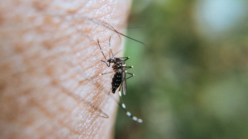 Des del llançament, Mosquito Alert ha recaptat més de 69.500 informes de mosquits i 30.000 picades