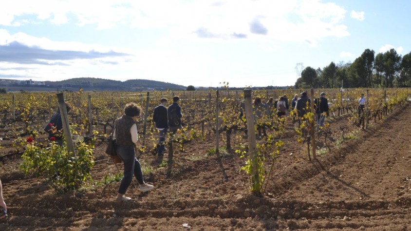 Les fotografies des de l'aire, combinades amb la intel·ligència artificial, permeten detectar les malalties de la planta amb més precisió i calcular el nombre de brots i raïms