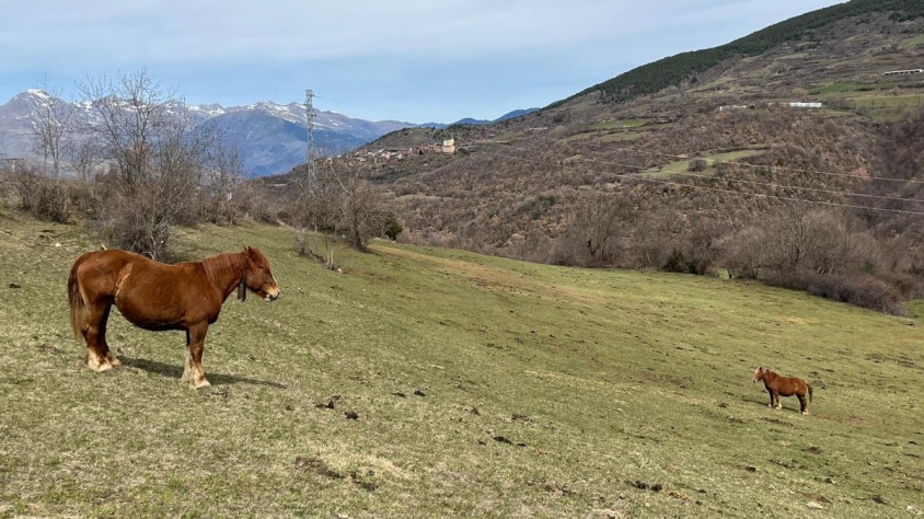 El municipi de Soriguera (Pallars Sobirà) ha acollit la primera prova pilot del projecte de paisatges agroforestals resilients