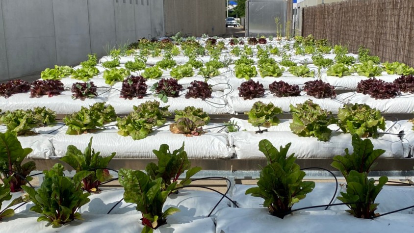 Tectum Garden aprofita el coneixement especialitzat d'investigadors de la UAB i altres universitats per alimentar el programari que regarà automàticament els cultius