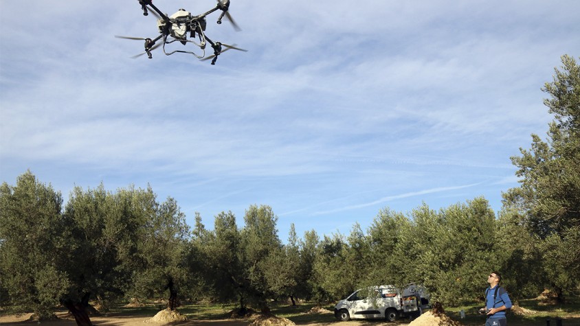 Els drons porten eficiència i estalvi de temps als camps d’oliveres de les Terres de l’Ebre