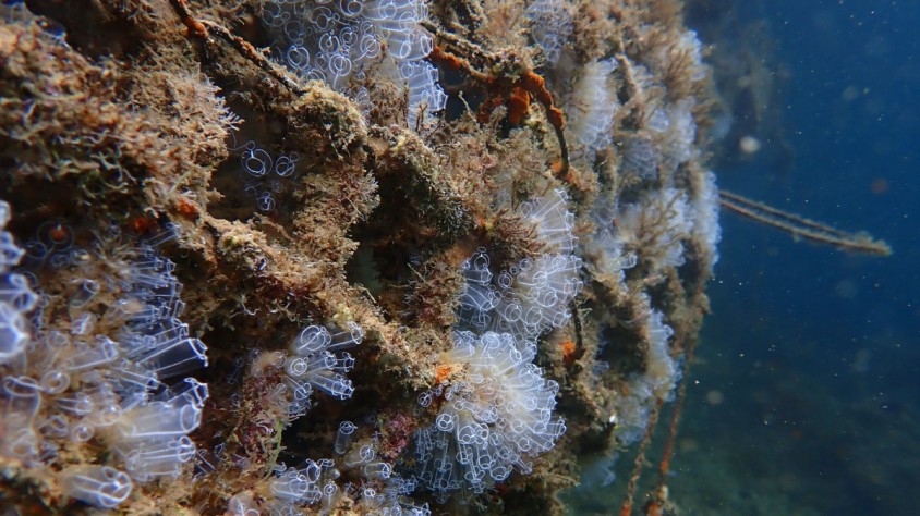 Els microesculls d'Ocean Ecostructures estan creats amb el mateix material que els esculls de corall i emeten una sèrie de sons i vibracions que atrauen diferents espècies marines