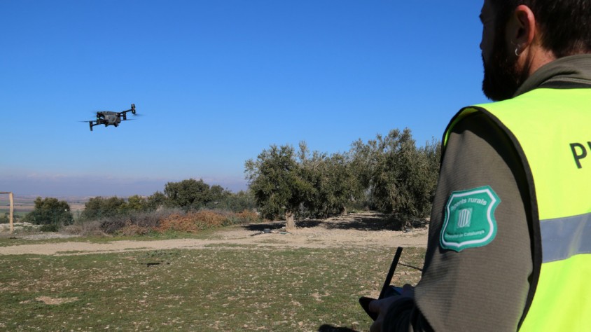 L'emergència cinegètica per sobrepoblació de conills ha augmentat de 145 animals per km² a 190 en el darrer any a l'Urgell