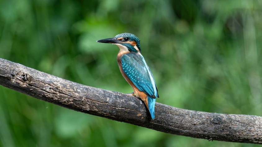 La plataforma de Google DeepMind ajuda a predir les espècies animals que apareixen a l’enregistrament per classificar-los i monitorar-los