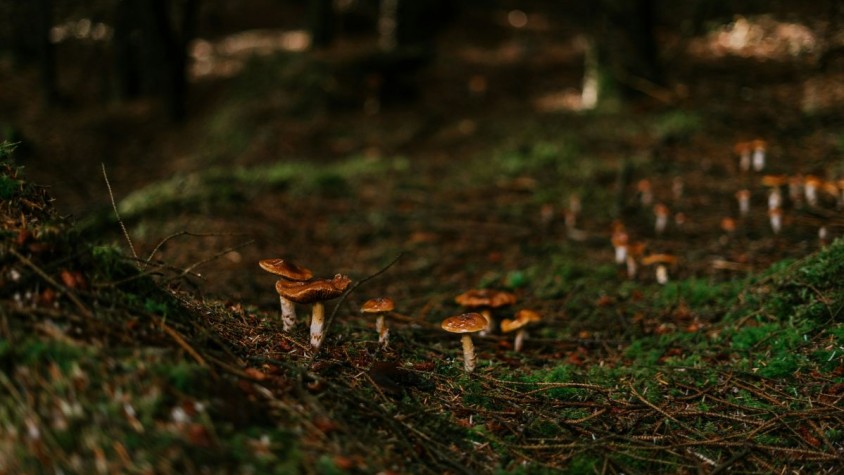 A l’aplicació, els usuaris es poden trobar un mapa que mostra els llocs amb més probabilitat i consultar diferents informacions, com les coordenades o les condicions