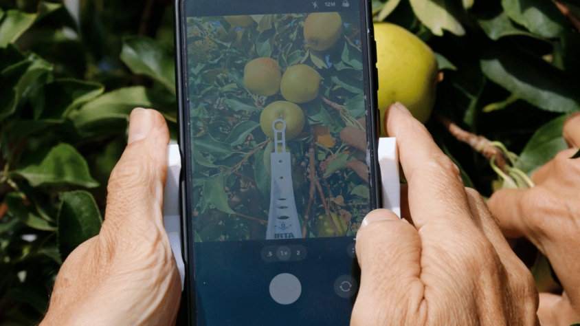 FruitMeasureApp utilitza la càmera del mòbil i un suport imprès en 3D per detectar els fruits i estimar-ne el diàmetre en temps real, sense connexió a internet.